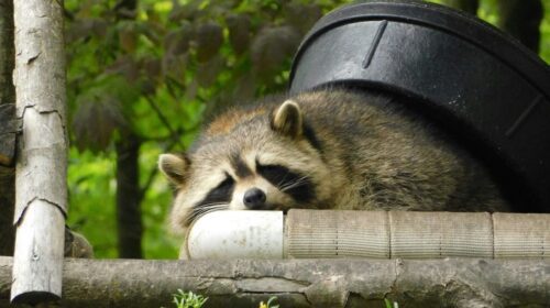 How To Catch a Raccoon In a Trap: My Experience