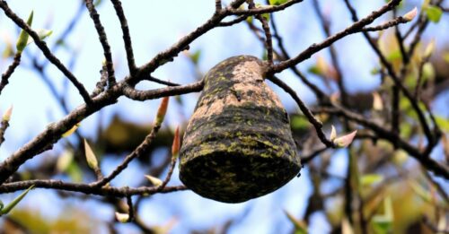 Keep Wasps Away: Does a Wasp Nest Decoy Work?
