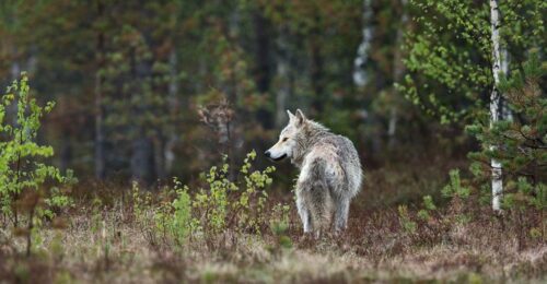 Is Coyote Hunting Year Round Allowed In The U.S.?