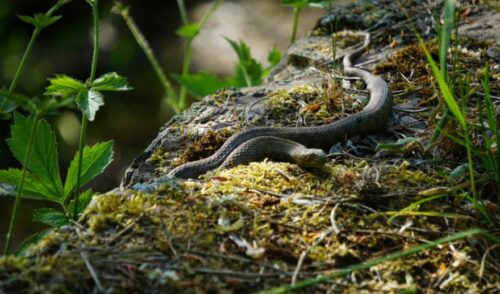 A Guide To Deadly Snakes In Georgia And Safety Tips