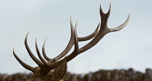 How To Recognize Deer, Moose, Elk, and Caribou?