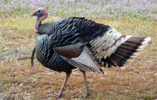 Hunting Georgia Wild Turkey: Seasons, Locations & Strategies