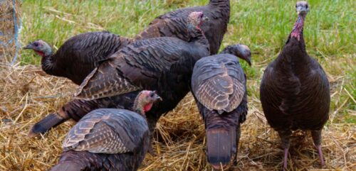 When and How to Make a Turkey Food Plot?