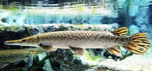 How to Catch Gar: Guide to Gear, Baits, and Techniques