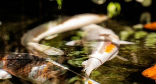 What Do Carp Eat And How to Choose The Best Baits?