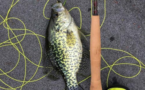 Can You Catch Fish In Spawning Season And Should You?