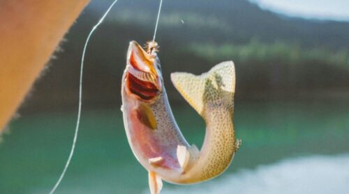 Idaho Fishing Season, Limits and Rules for Every Angler