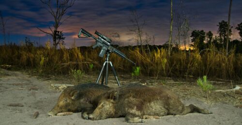 Hog Hunting Guide: Is Hog Hunting Year Round In the US?