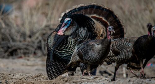 Beginner Guide: How To Dress a Wild Turkey?
