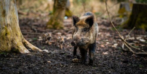 How To Prepare For Hawaii Boar Hunting: Seasons, Laws, and Tips