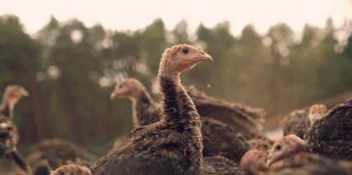 What Is a Jake Turkey? – Turkey Identification Guide