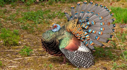 Ocellated Turkey Hunt: A Complete Guide For Hunters