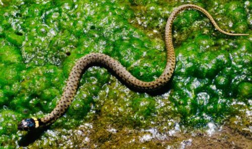 Snake Hook vs Snake Tong: Which One To Choose?