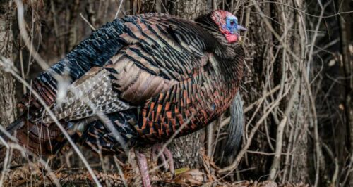 Hunters Guide: Why and When Do Turkeys Gobble?