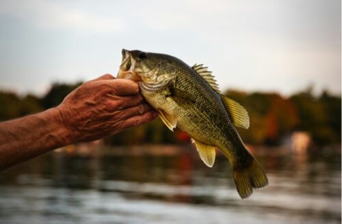 Do You Eat Bass Fish? All You Need to Know
