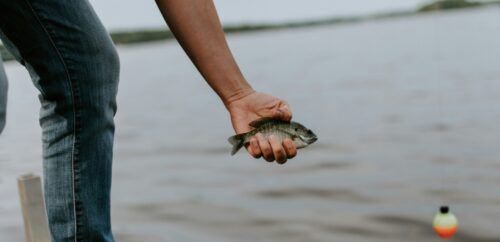 Explained: Do You Need a Fishing License for Catch and Release?