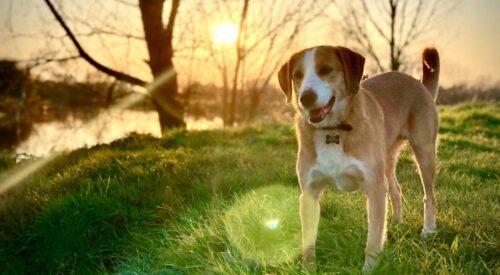 Tips for Successful Rabbit Hunting With Beagles