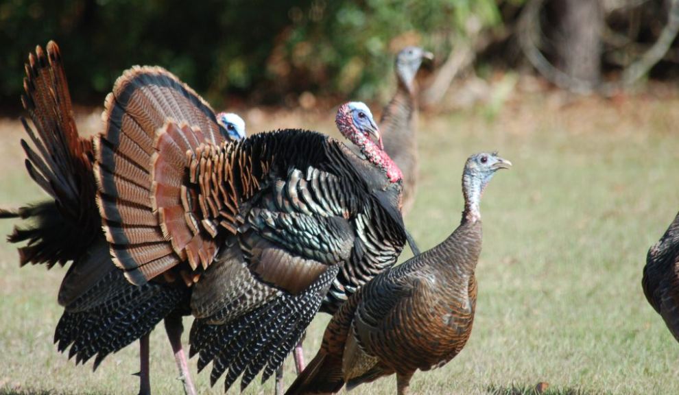 Osceola turkeys