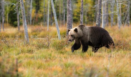 Will 9mm Stop a Bear? Here Is The Fact
