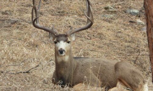 Detailed Guide: Can You Give Away or Sell Deer Meat?