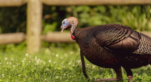2026 Guide to Spring Turkey Tag Applications, Draws & Leftover