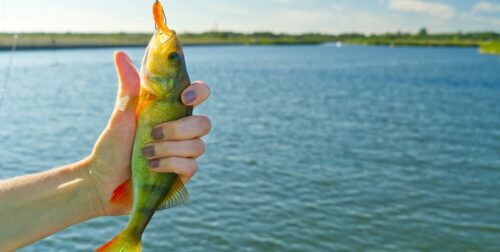 Can You Legally Use Bass as Bait In The US?