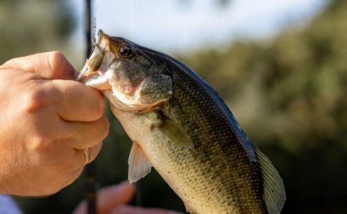 A Comprehensive Guide on How to Clean a Bass