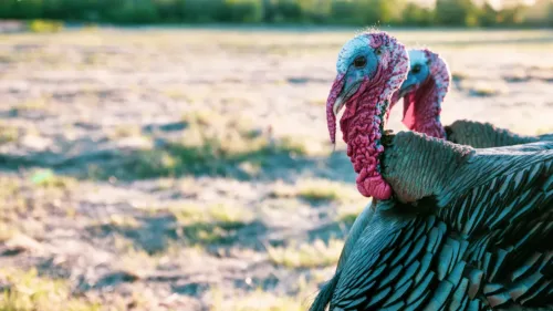 Complete Guide: What Are The 5 Types Of Turkeys?
