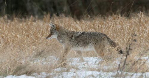 Can You Use Dog Food For Coyote Bait? Yes!