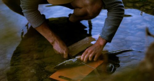 What Types Of Fish Are Good To Eat?