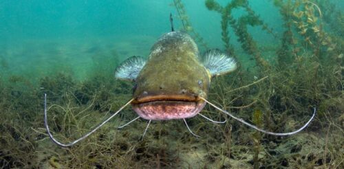 When Do Catfish Spawn And How To Fish Them?