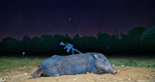 Can You Eat Wild Pigs? Check Safety, Taste, and Tips