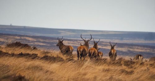 Is Buck Fever Real? The Causes And How to Control It