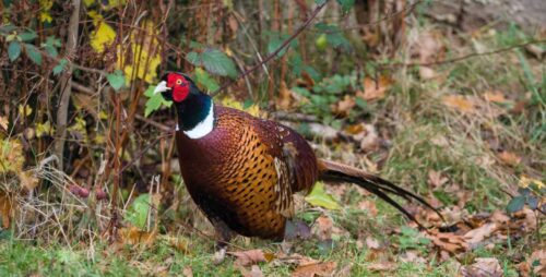 Ultimate Guide to Clean, Pluck, and Cook a Pheasant