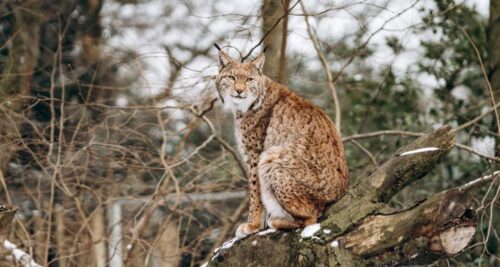 Can You Eat Bobcat? Meat Safety And Preparation Discussion