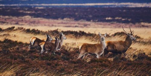 2025 Deer Populations Trends And Top Hunting States