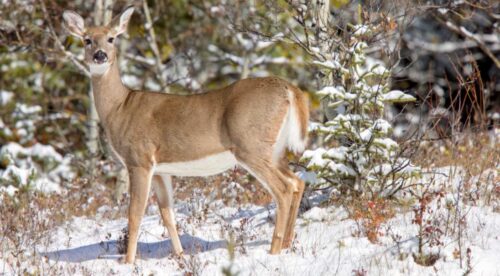 Do Deer Hibernate? See How Deer Behave In Winter