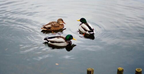 Duck and Goose Differences Guide For Bird Hunters