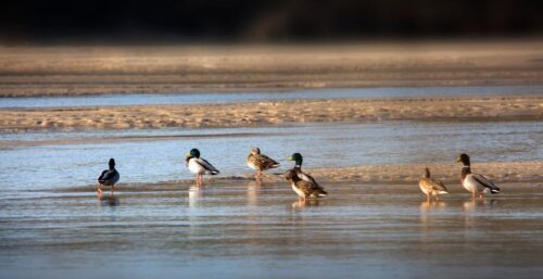 10 Essential Duck Hunting Tips And Tricks For Beginners