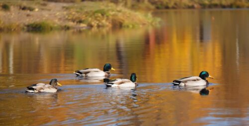 8 Best Dogs Breeds For Duck Hunting Success