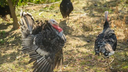 Wild Turkey Population By State – 2025 New Forecast