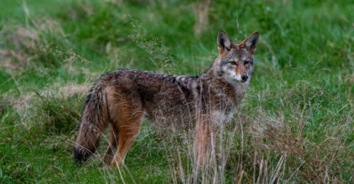 Coyotes Are Not Nocturnal. Here Is When To Hunt Them