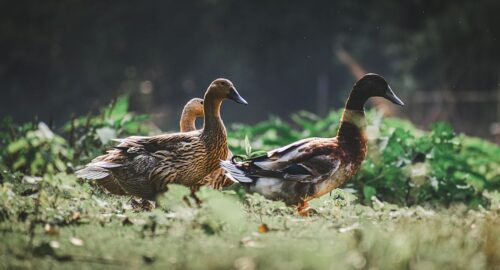 What Is a Banded Duck? Things To Know Before Hunting