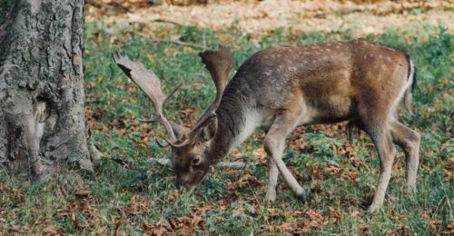 Do Deer Eat Meat? Surprising Facts About Deer Diet