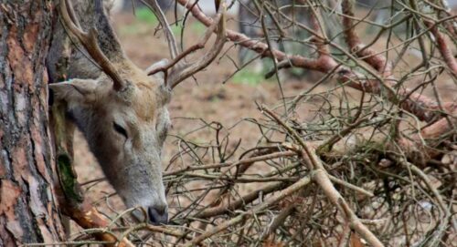 Mock Scrapes For Deer Hunting: A How-To Guide