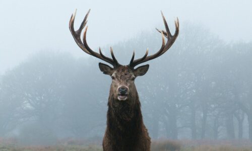 Beginner’s Guide on How to Count Points on a Deer