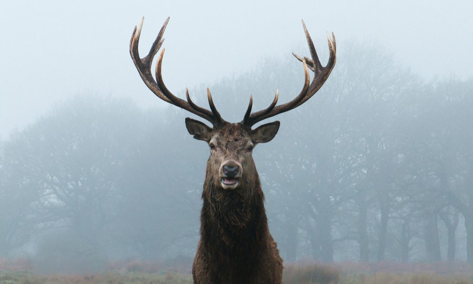 a male deer with impressive antlers staring straight in front of the woods