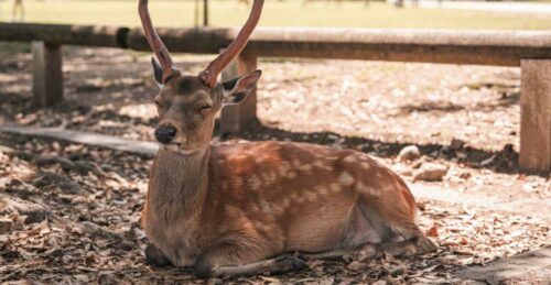 How Do Deer Sleep: Patterns, Timing, and Behaviors