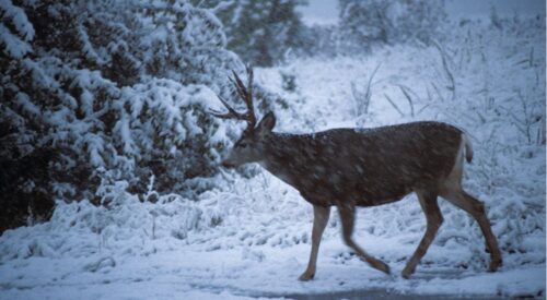 How to Track a Buck and Follow It to Your Trophy?