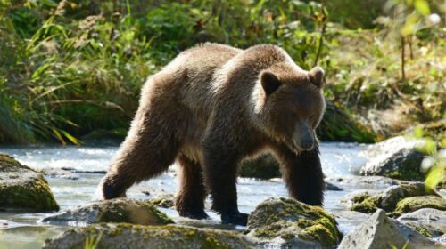 Can You Hunt Grizzly Bear In the US? Where and How